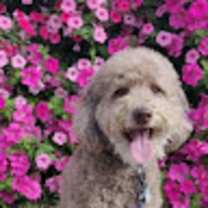 Meet your Posher, Benedict